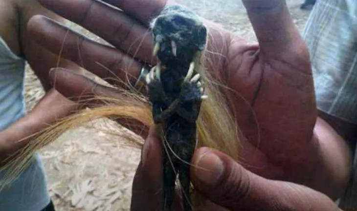 A pair of hands holding up a shriveled black humanoid doll with fangs and long nails.