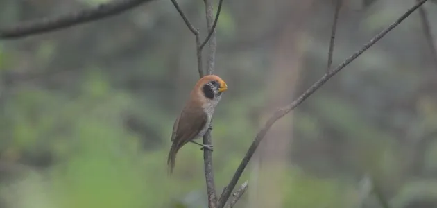 bird on a branch