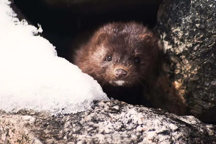 Do minks eat chickens — mink attacking chickens