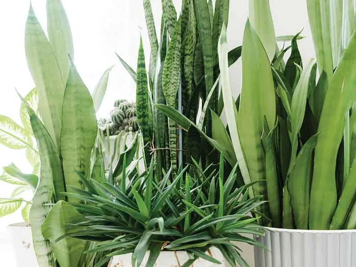 Types of Snake Plant — Ultimate guide on shape and propagation methods | Smart Gardn