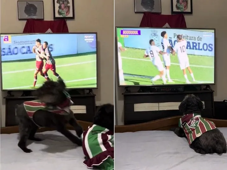 Dog Closely Watches His Favourite Football Team And Celebrates When They Score