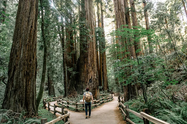 A man on a relaxing walk through the forest