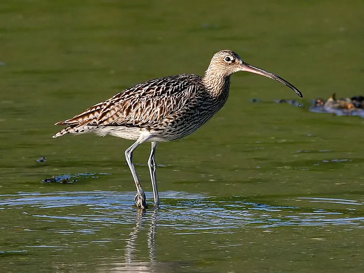 Curlew