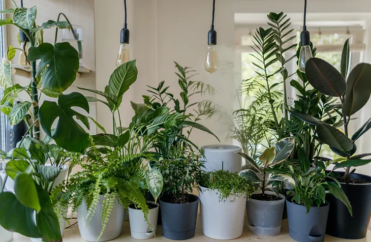 Indoor Plant Ideas for a Greener Home