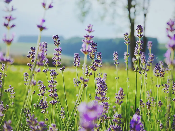 Can Lavender Unlock Calm? Here’s How