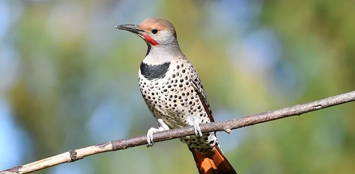 The Northern Flicker