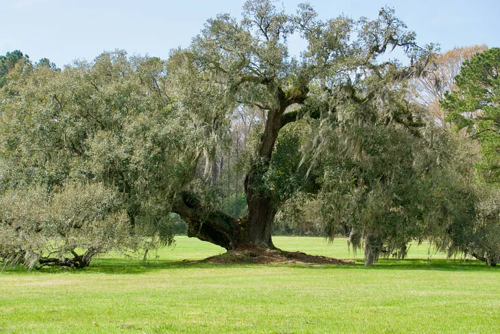 Live Oak