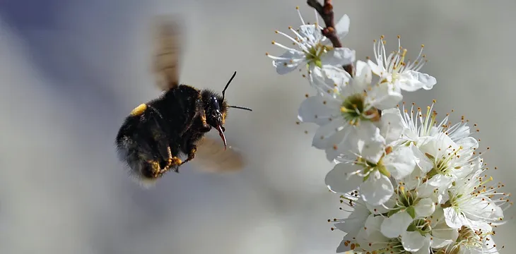 Close-up of bee hovering near a flower