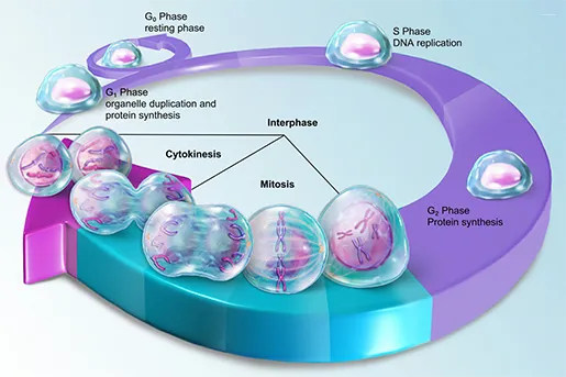 The Cell Cycle and Mitosis