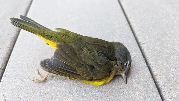 Hundreds of Thousands of Migratory Birds ‘Falling Out of the Sky’ in the Southwest