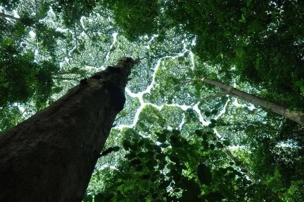 Exposing the Strange Trees of the World: Their Amazing Adaptations to Adverse Conditions