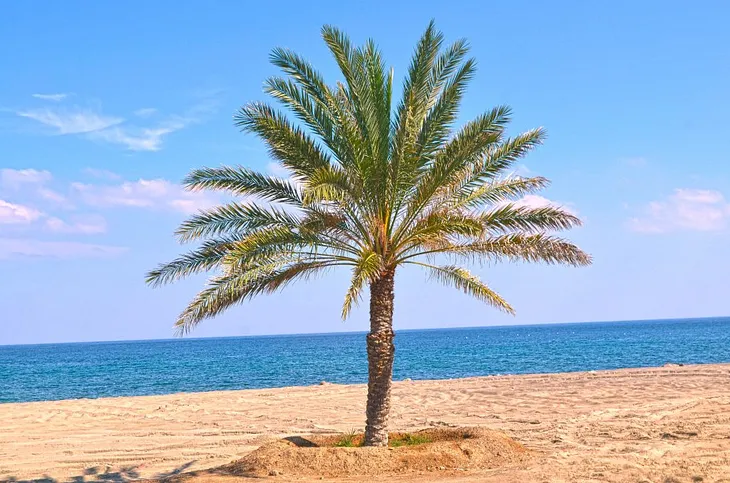 A Complete Nutritional Guide to Date Palm Benefits