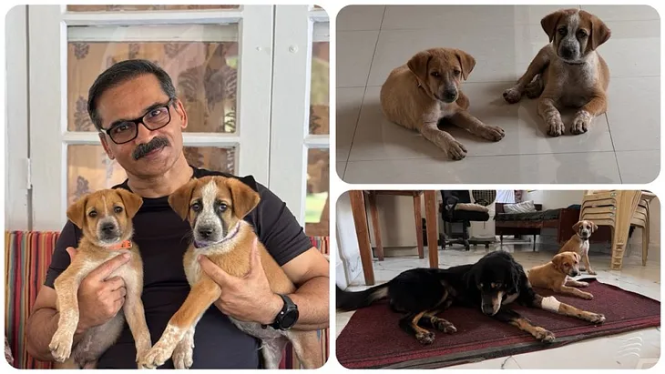 The Joy of Adopting Local ‘Desi’ Dogs: A Tale of Companionship and Resilience