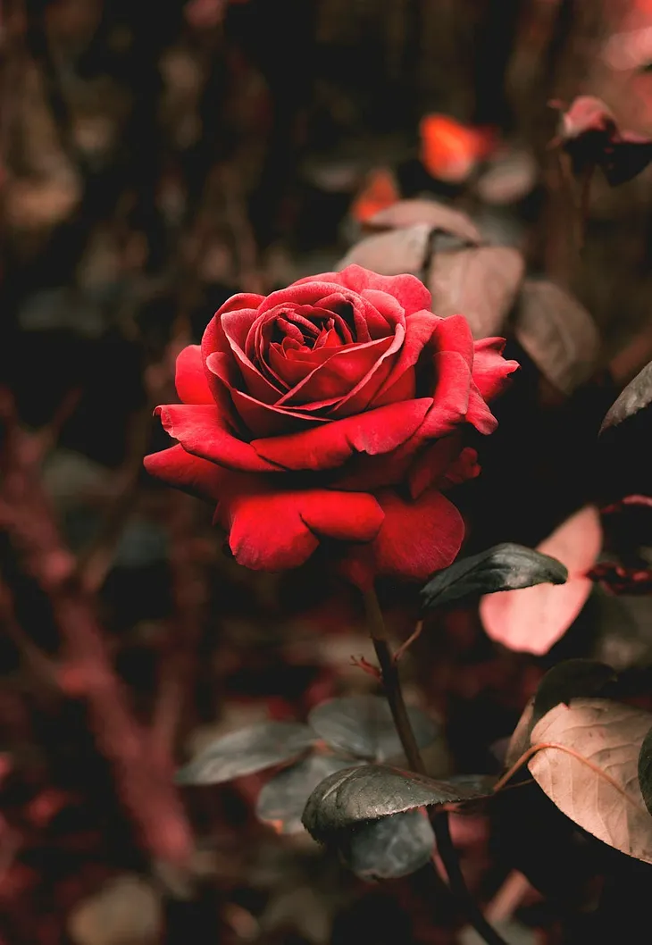 Detailed close-up of a red rose, looking so good you can almost smell it.