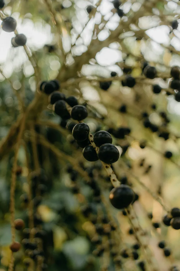 Acai berries on a branch.