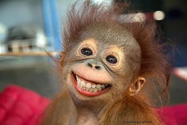 A baby monkey with human teeth smiling towards a camera