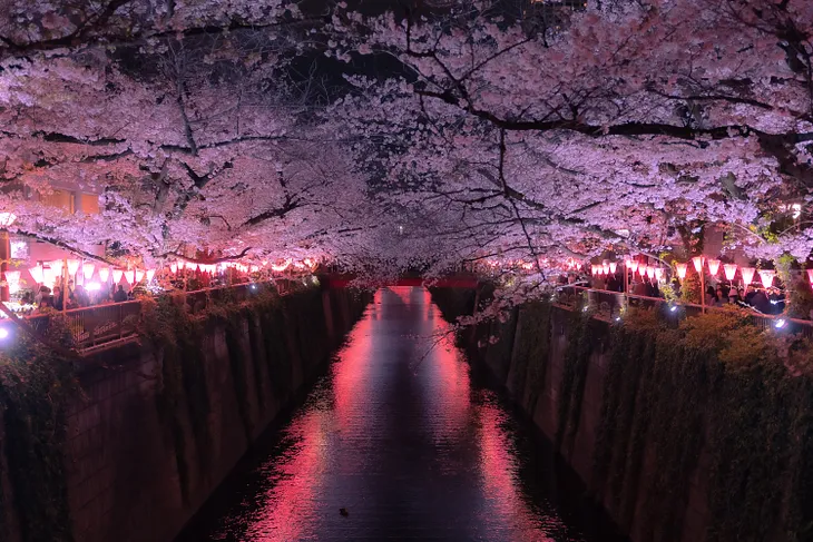 President Crashes National Cherry Blossom Festival