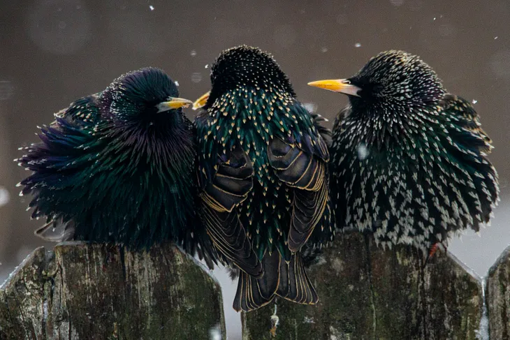 Three fledgling birds