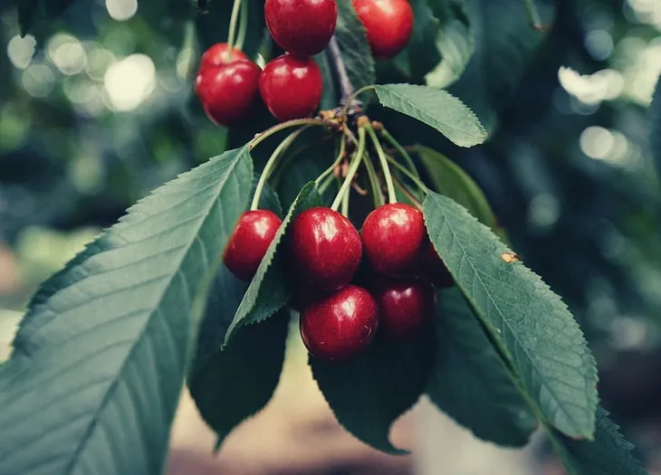 When To Fertilize Cherry Trees, 2022 — Harvest House