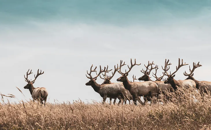 It’s Elk, Not Elks