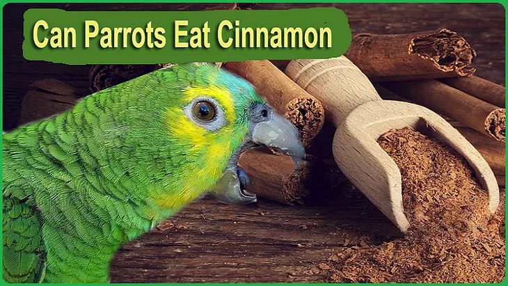 Can Parrots Eat Cinnamon? Dietary Do’s and Don’t