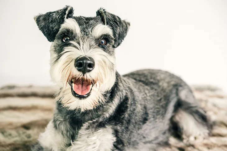 My Sunny Little Schnauzer