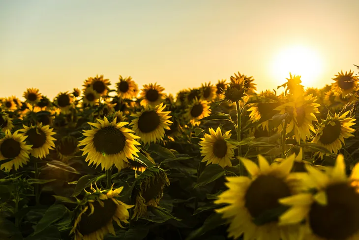 The Summer of Sunflowers