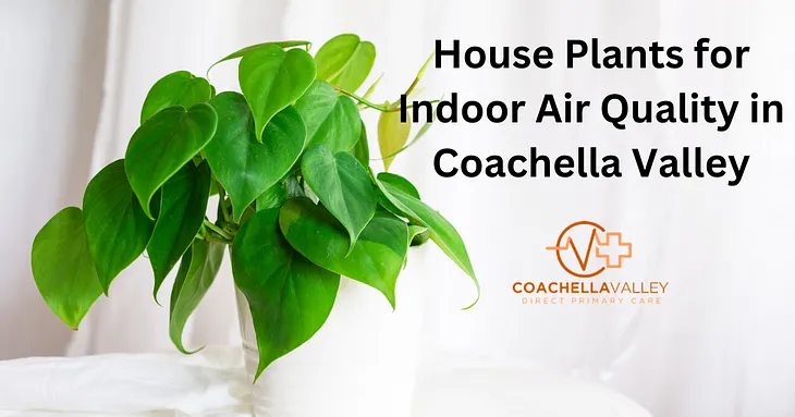 House Plants for Indoor Air Quality in Coachella Valley