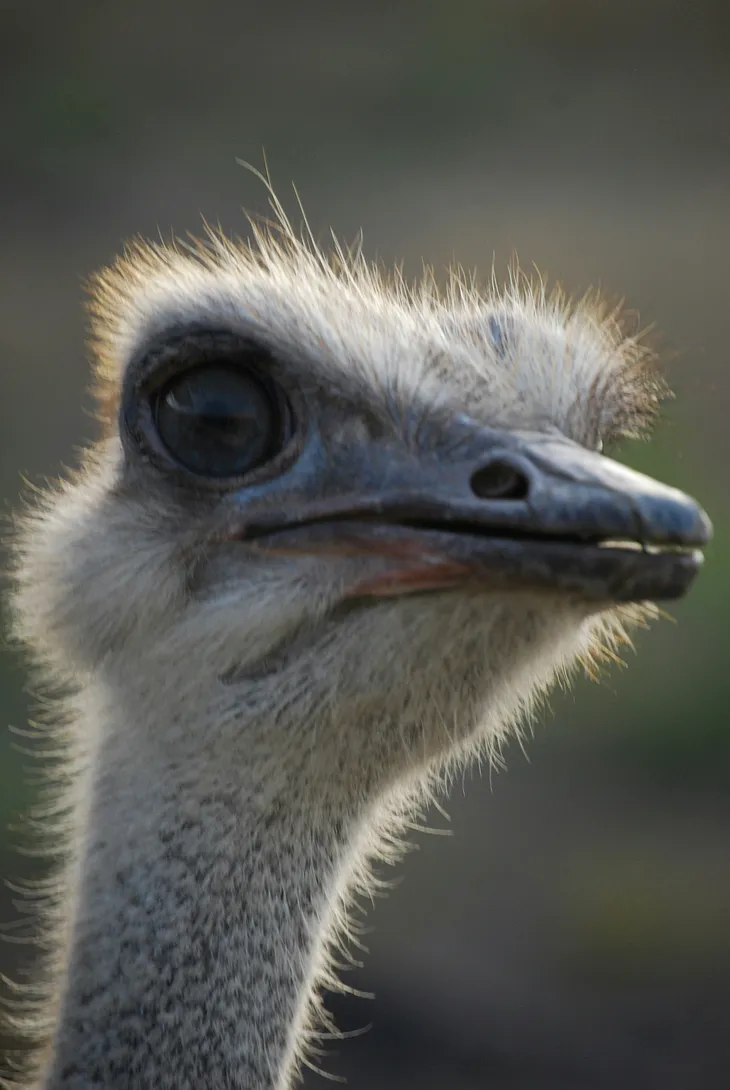 Ostrich head with big eye