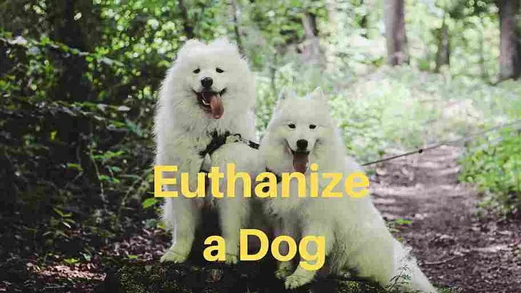 How to Euthanize a Dog at Home with Benadryl