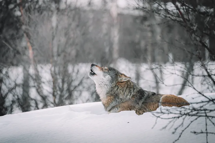 Are You a Lone Wolf?