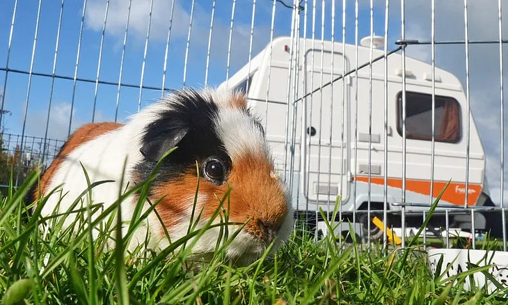 Charlie Guinea Pig Who Defied The Vet’s Death Sentence