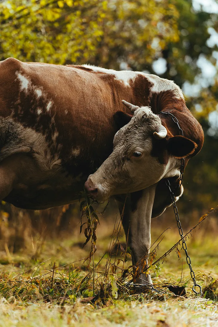 Can big farms make us richer?