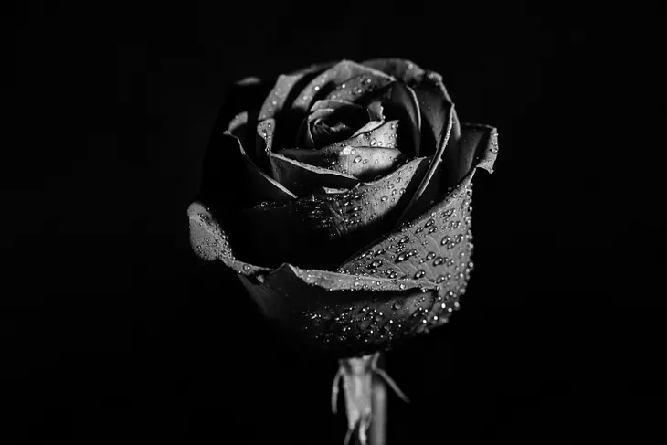 The Black Rose