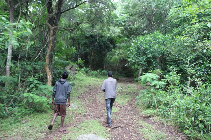 Lantana Removal: Missing the Wood for the Trees