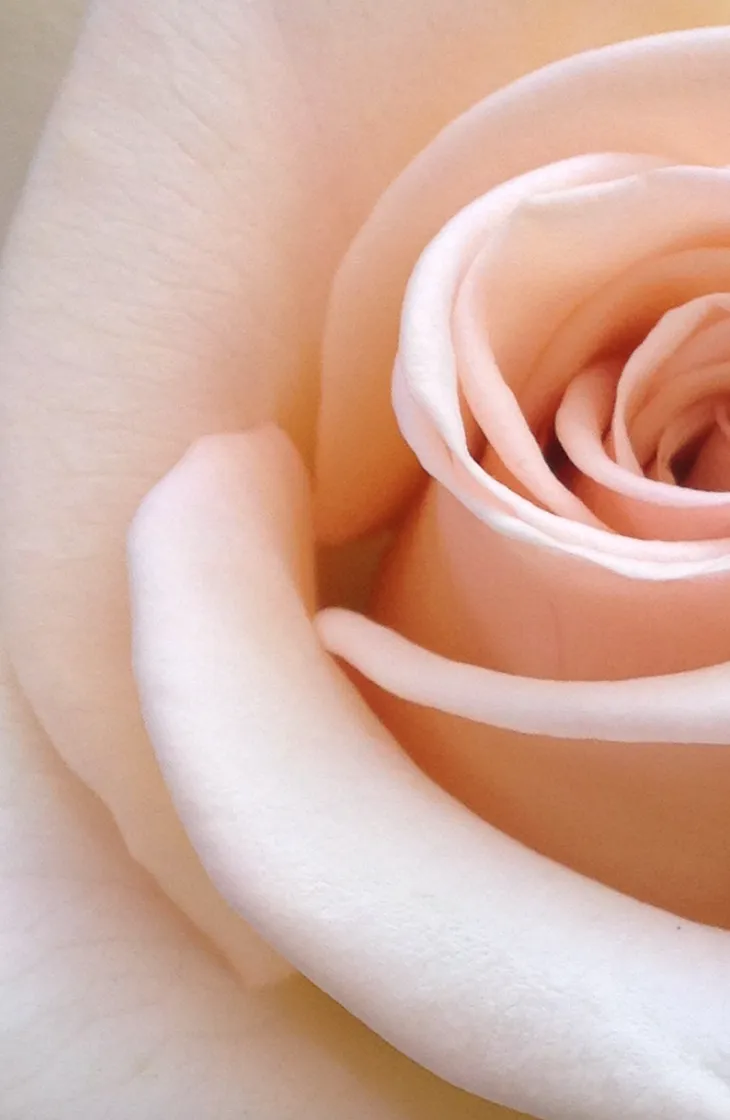 a beautiful pink rose up close indicating that this essay is safe for anyone to read but also the title ridiculous thoughts indicates a little bit of strange ideas coming