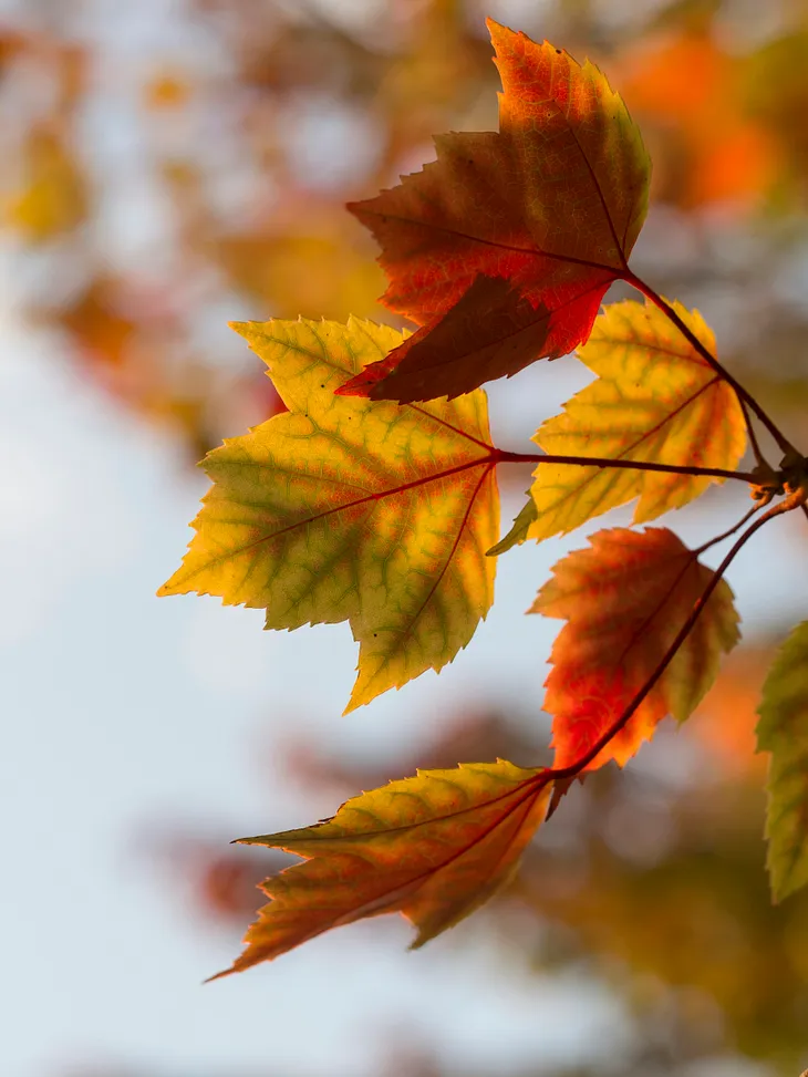 Autumn’s Gentle Whisper