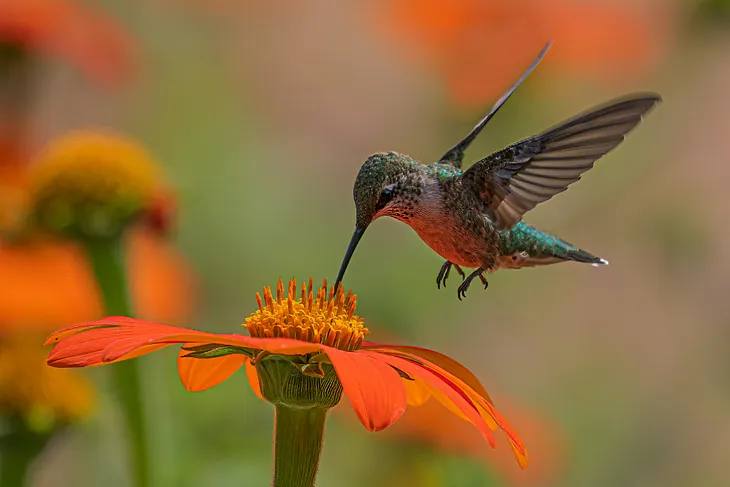 Hummingbird feeding off a flower