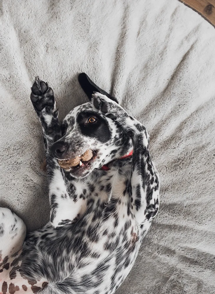 How to Stop Fur Falling in Dalmatians: Tips and Tricks