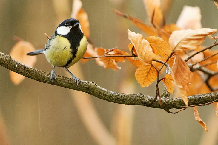 Check Out this Cool App that Will Identify Birdsong Instantly!
