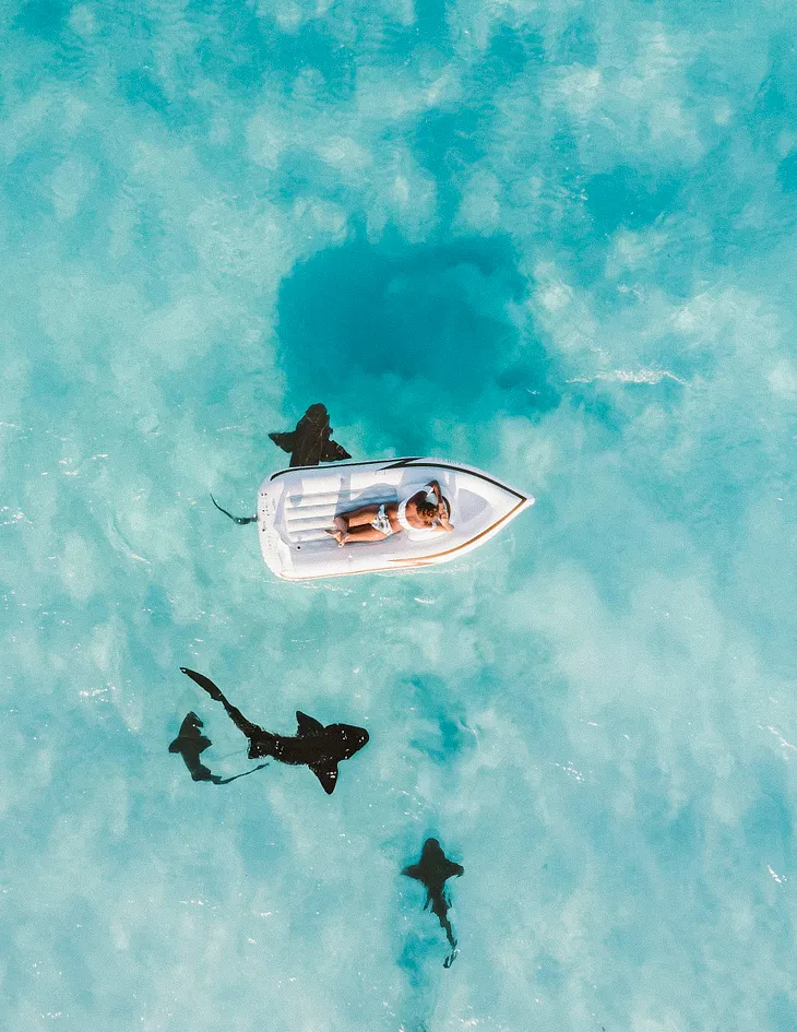 Sharks around swimmer