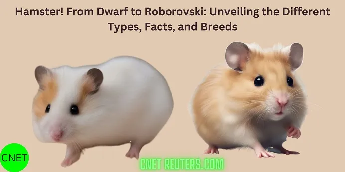 Hamster! From Dwarf to Roborovski: Unveiling the Different Types, Facts, and Breeds — CNET Reuters