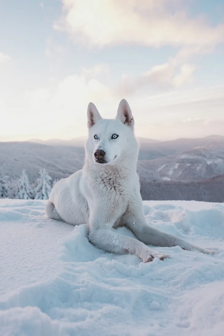 Wolf in the Snow