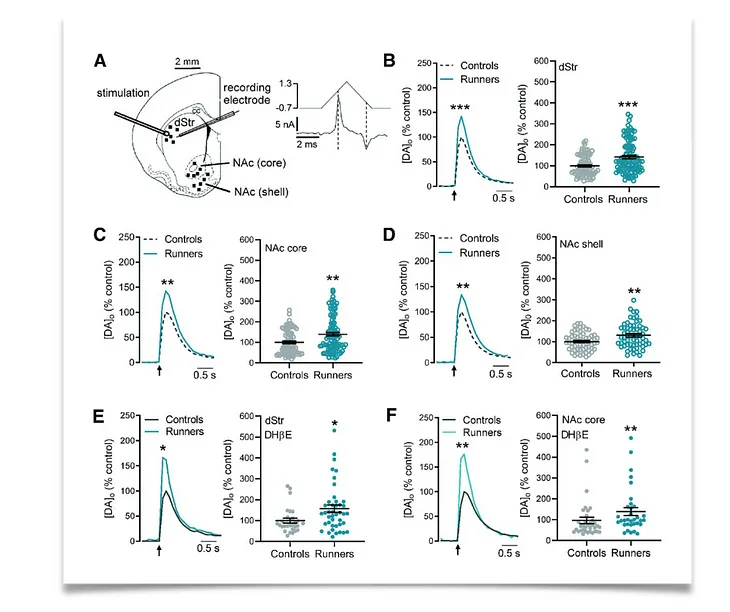 How Exercise Promotes Adaptive Structural and Functional Changes to Your Brain