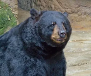 American Black Bear