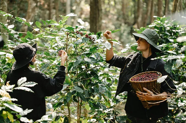 Delight in the Journey of This Delicious Coffee Blend From Seed to Cup