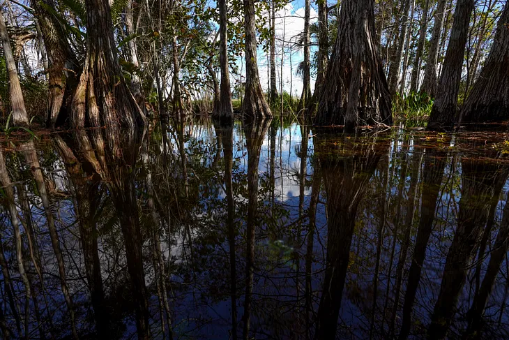 Secrets of the swamp | Food and Environment Reporting Network