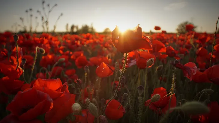 June -the Poppies Bloom