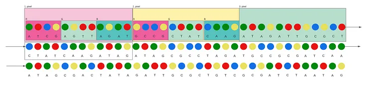 Lossless compression of the genome