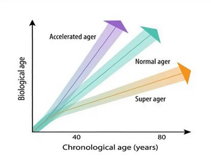 Slow Down Biological Aging — An Infinite Game